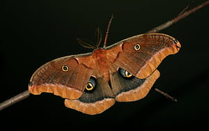 Moth , wallpaper