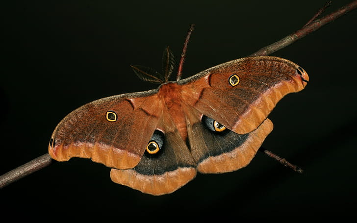 Moth , wallpaper
