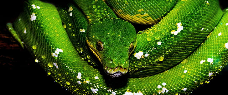 Tree python ,  resolution, Green snake, Water drops wallpaper