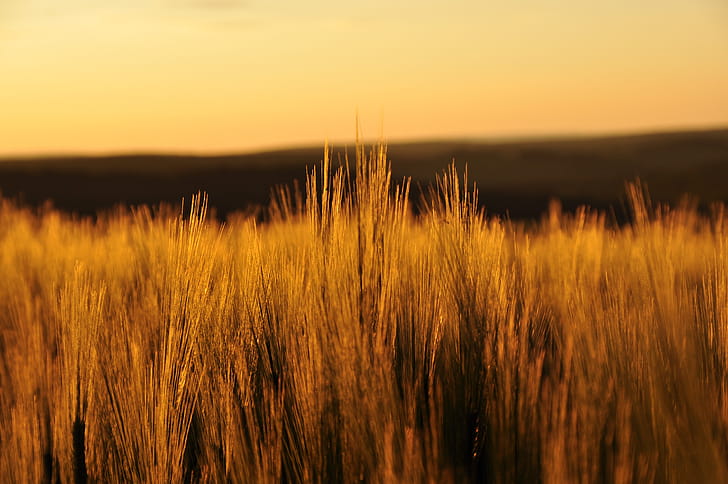 Fields Nature , fields, nature wallpaper
