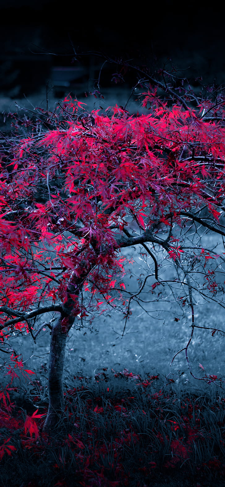 Red Tree, nature, tree phone wallpaper