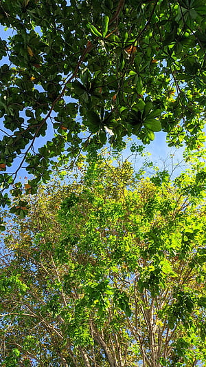 Tree Separation phone wallpaper