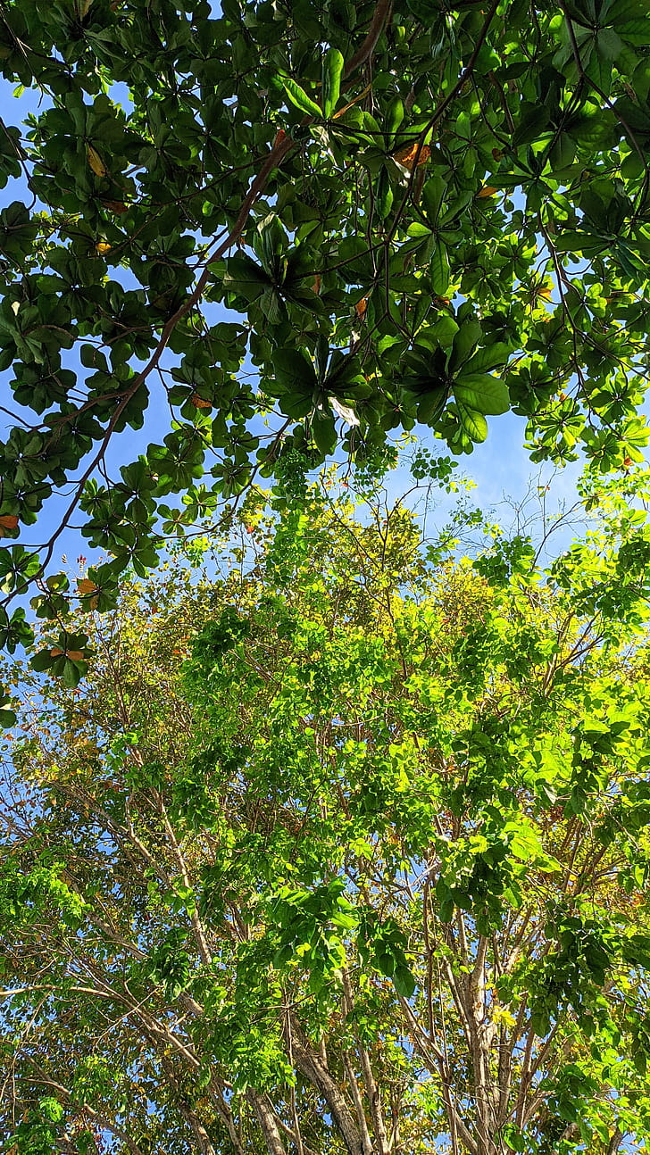 Tree Separation phone wallpaper