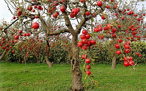 Apple Tree, Apple tree , Backgrounds, wallpaper