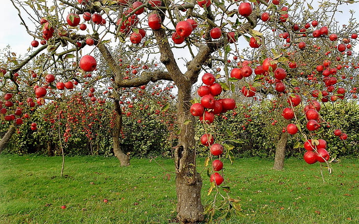 Apple Tree, Apple tree , Backgrounds, wallpaper