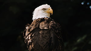 Bald Eagle Dark Brown , bald-eagle, eagle, birds wallpaper