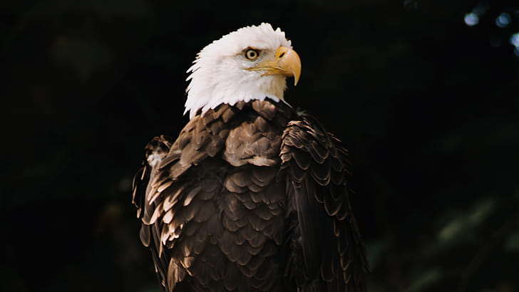 Bald Eagle Dark Brown , bald-eagle, eagle, birds wallpaper