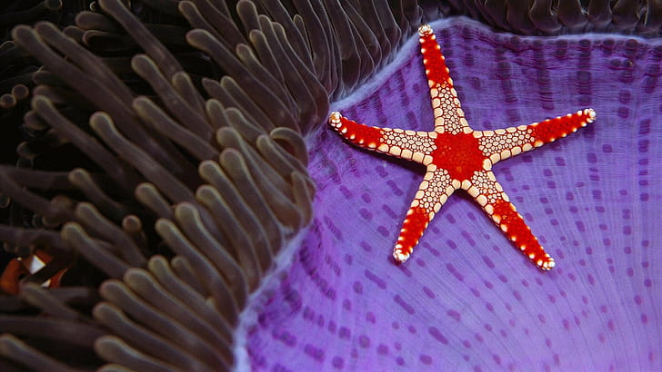 Coral, Starfish wallpaper