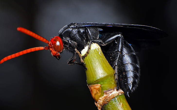 Austroscolia, Insects wallpaper