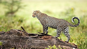 Leopard backgrounds, Striking wallpaper