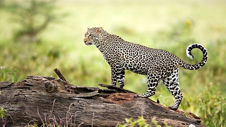 Leopard backgrounds, Striking wallpaper