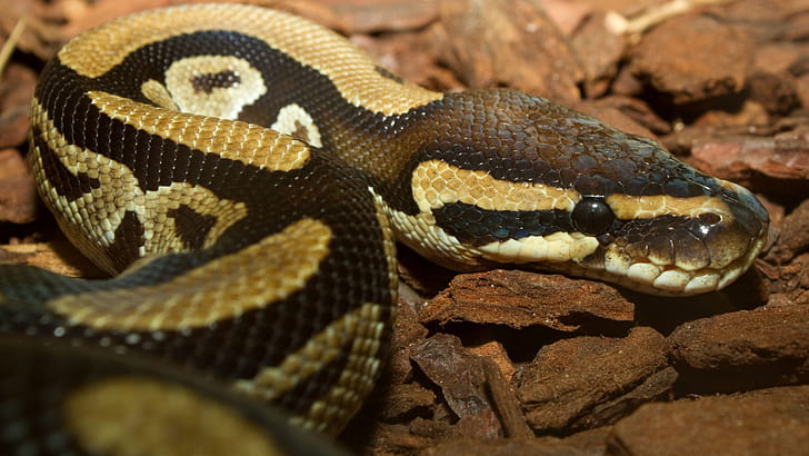 Python snake , High resolution, Colorful serpent, Breathtaking visuals wallpaper