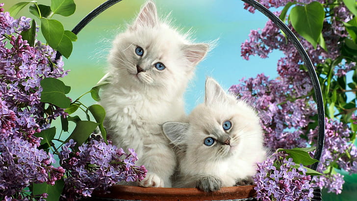 Siblings, Birman wallpaper
