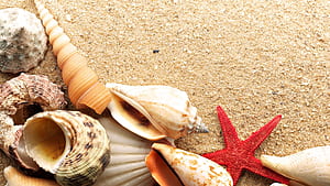 Mobile  background, Shells starfish wallpaper
