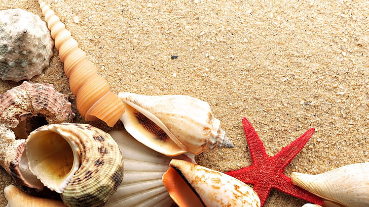 Mobile  background, Shells starfish wallpaper