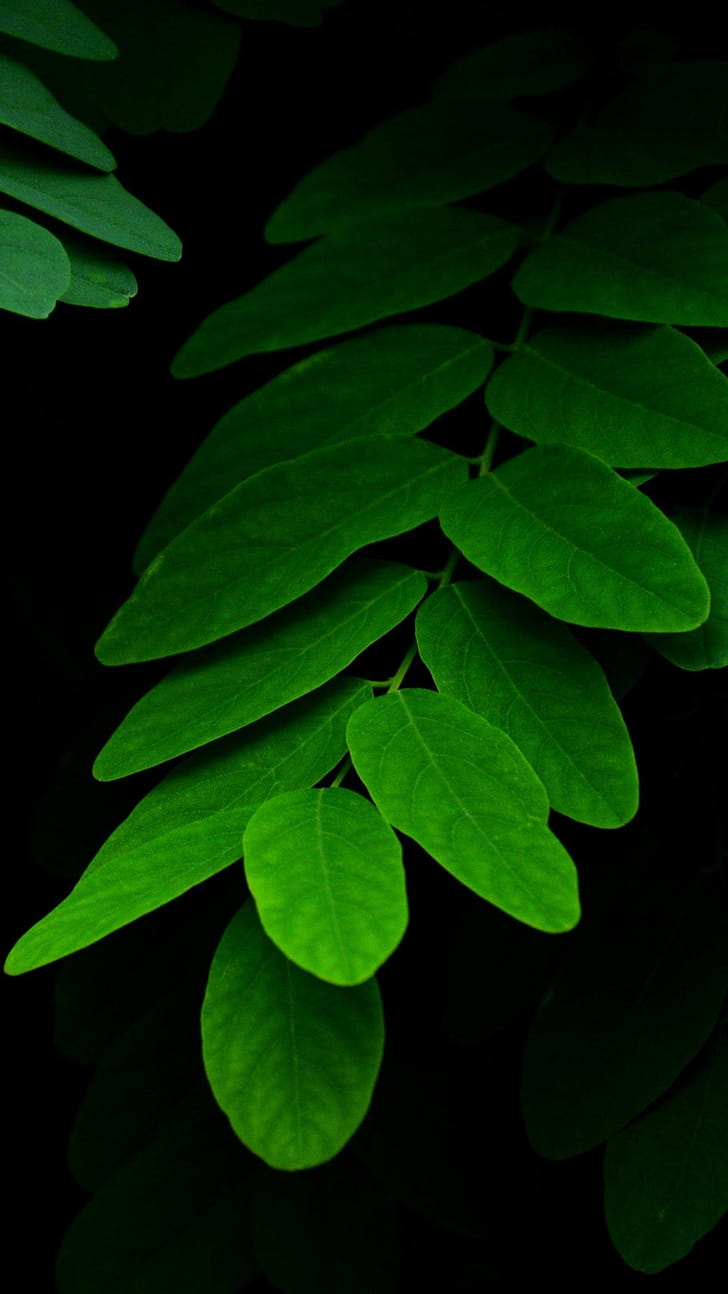 Green Leaf, Leaf mobile phone wallpaper