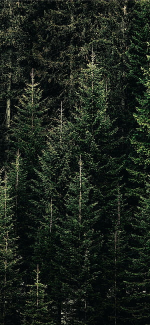 Pine Tree, Phone phone wallpaper