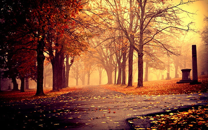 Path wallpaper