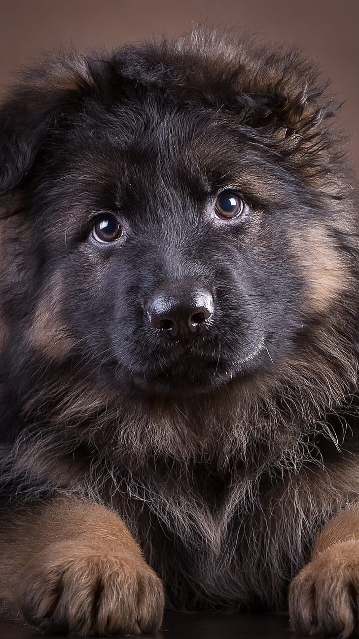 Fluffy, German Shepherds phone wallpaper