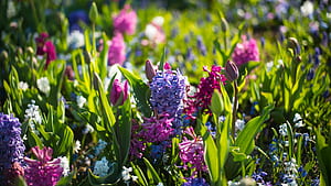 Hyacinth, Spring wallpaper
