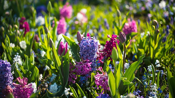 Hyacinth, Spring wallpaper