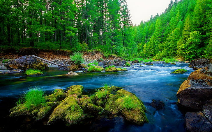River,  , Forest, Moss, Tree wallpaper
