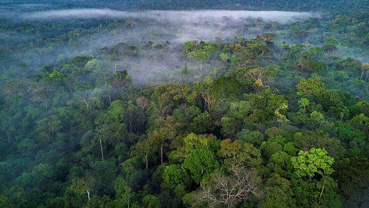 Largest rainforests, Live Science wallpaper