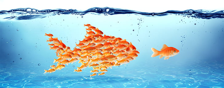 food, fish wallpaper