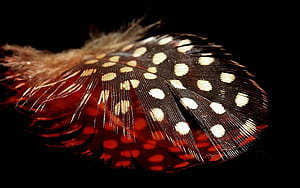 Spotted feather , Feather pattern, graphy background, Artistic wallpaper