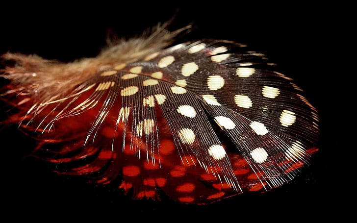 Spotted feather , Feather pattern, graphy background, Artistic wallpaper