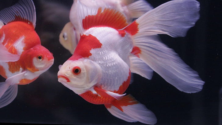 Ryukin, Goldfish wallpaper