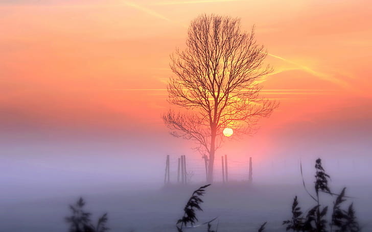 Sunset Tree, sunset, tree, nature wallpaper