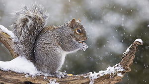 Eastern gray squirrel, Squirrels wallpaper