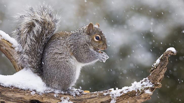 Eastern gray squirrel, Squirrels wallpaper