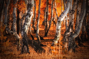 Birch Tree, Nature, Trees, Fall wallpaper
