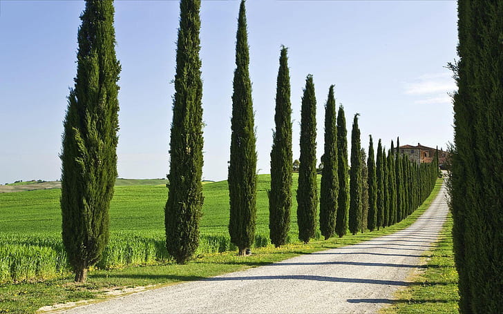 Cypress Tree, Cypress tree wallpaper