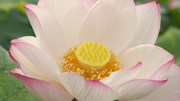 Lotus , High resolution wallpaper