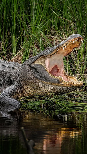 Alligator ,  background, Android, iPhone phone wallpaper