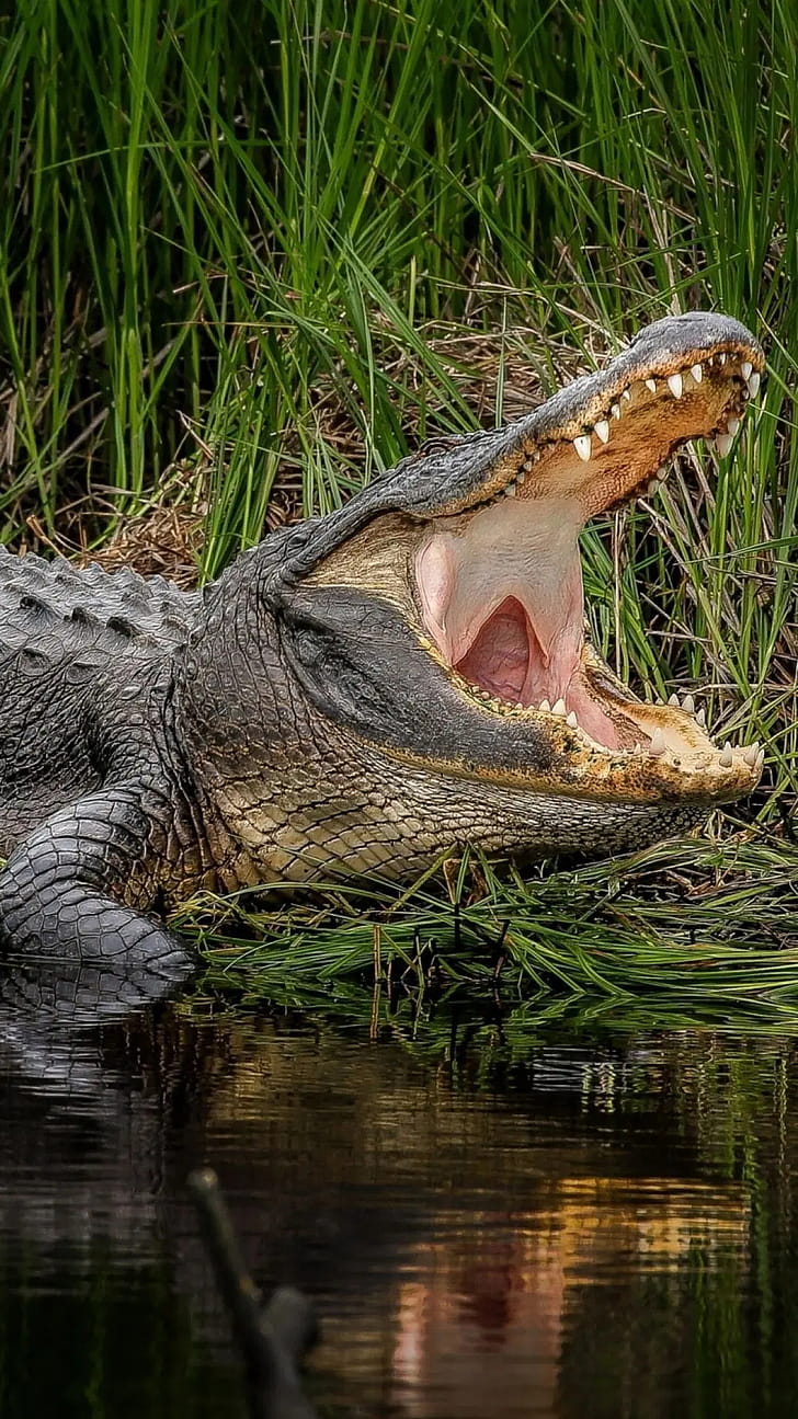 Alligator ,  background, Android, iPhone phone wallpaper
