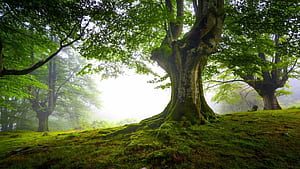 Tree, Nature,  , Backgrounds wallpaper