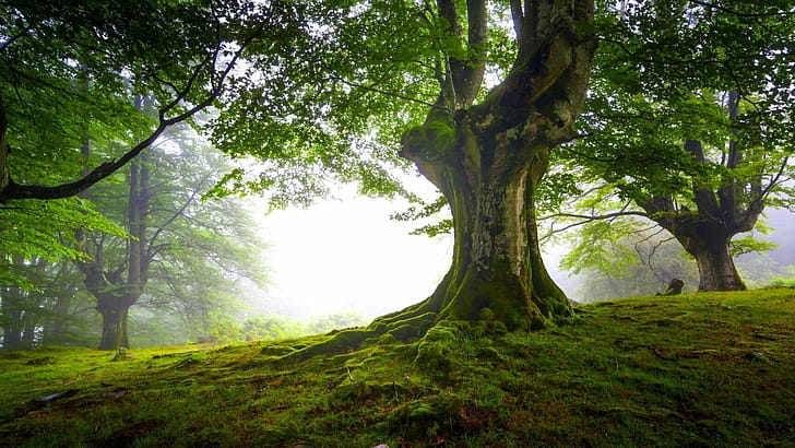 Tree, Nature,  , Backgrounds wallpaper