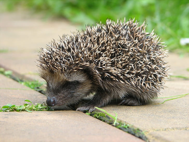 Hedgehog high quality ,  computer wallpaper