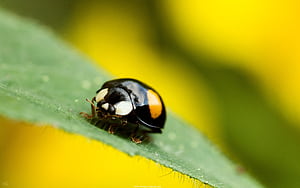 Insect , Background wallpaper