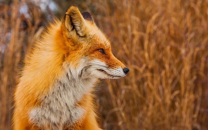 Side-drawn, Foxes wallpaper