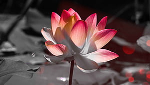 flower, macro wallpaper