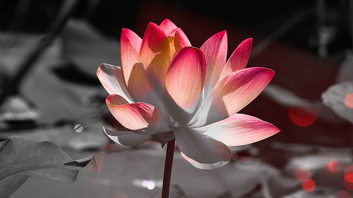 flower, macro wallpaper