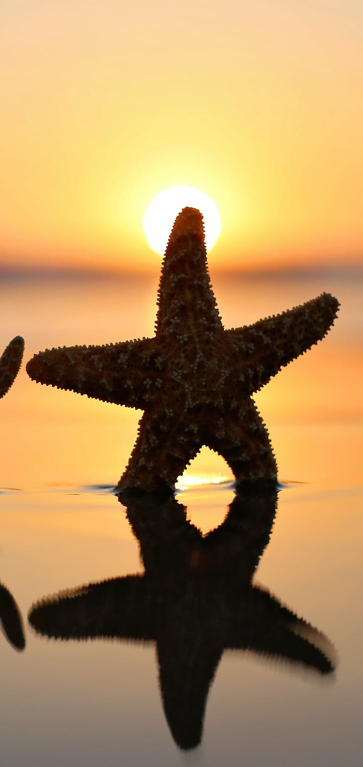 Reflection, Starfish phone wallpaper