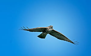 Eagle In Sky, eagle, birds wallpaper