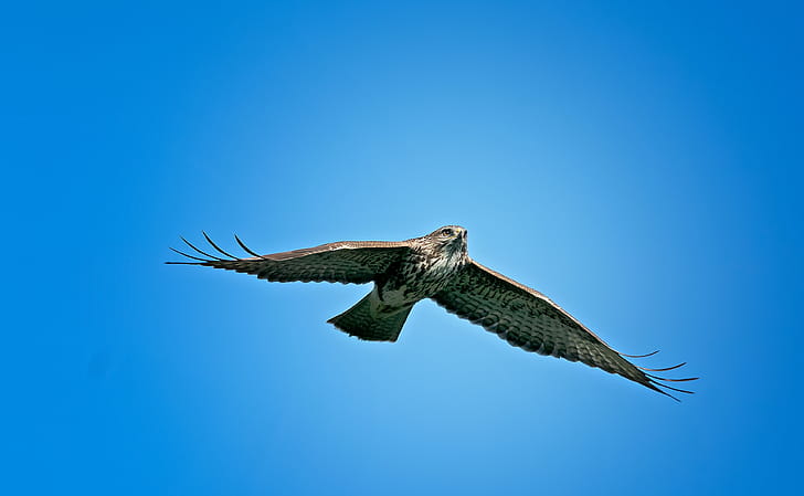 Eagle In Sky, eagle, birds wallpaper
