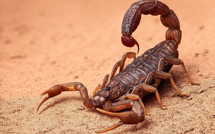 Bothriurus, Scorpions wallpaper